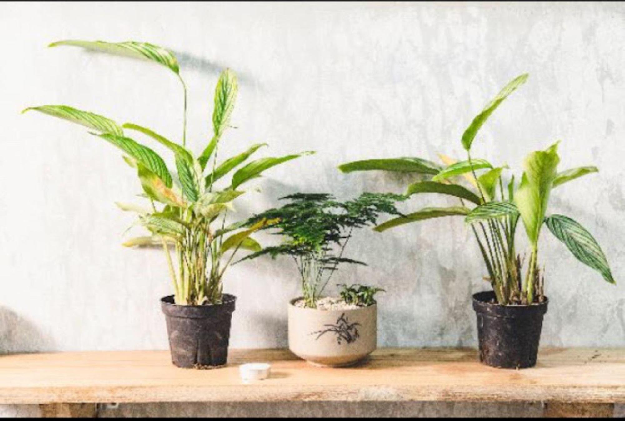 Hotel Ban Urban House Buôn Ma Thuột Zewnętrze zdjęcie